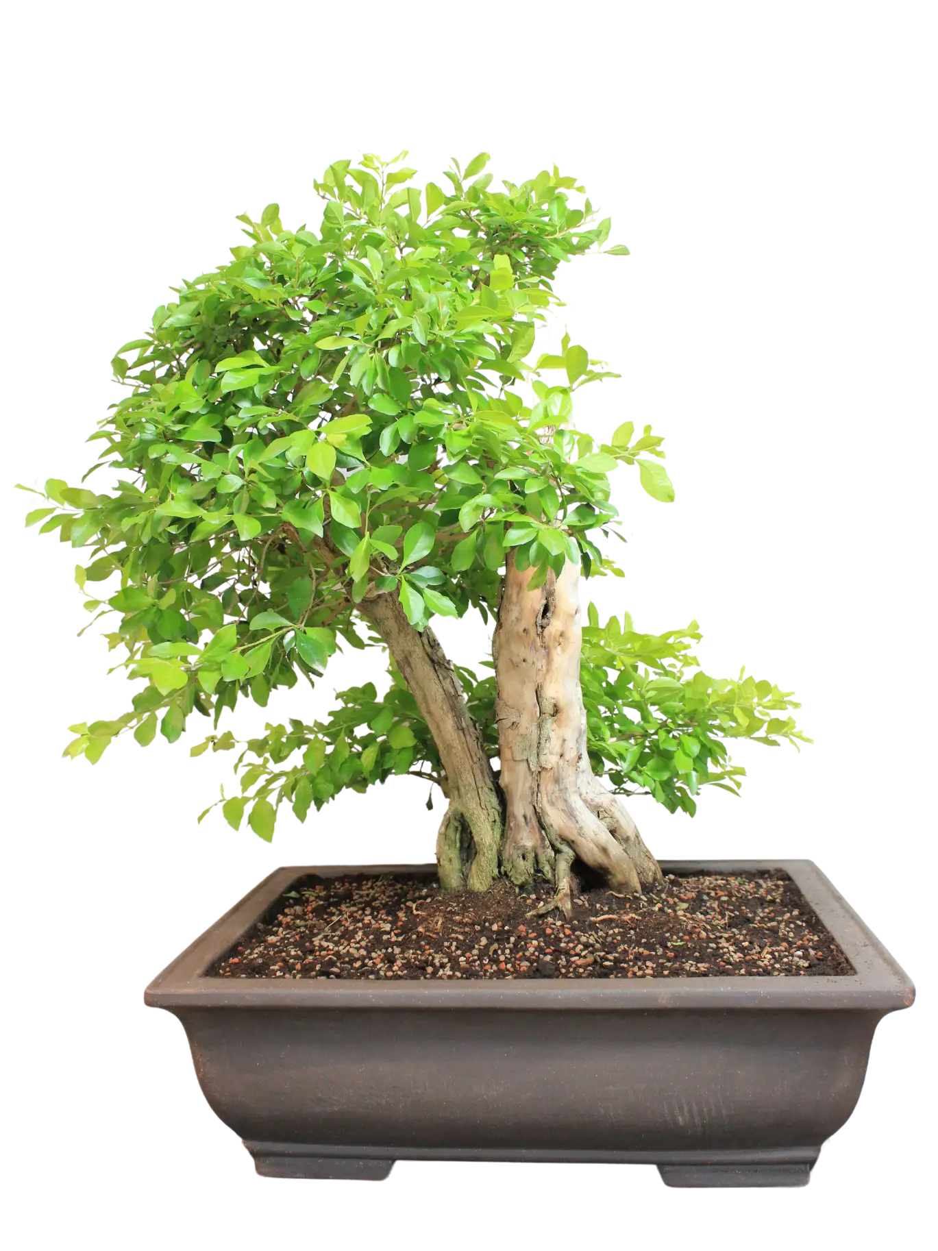 Bonsai Durantha