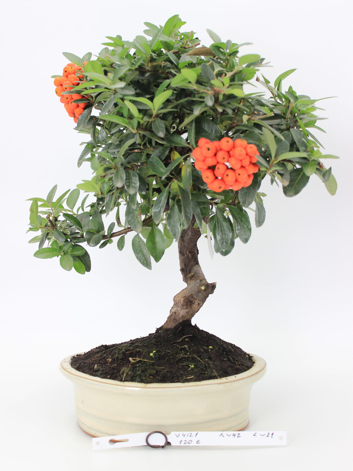 Dyglainė bonsai