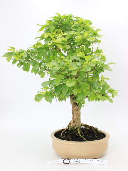 Bonsai durantha