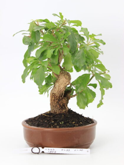 Durantha bonsai