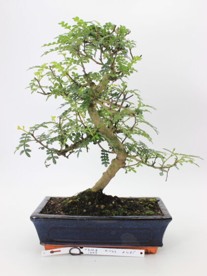 Zanthoxylum bonsai