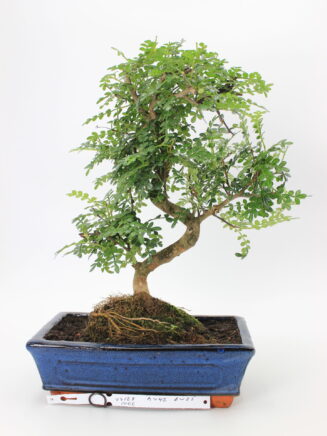 Zanthoxylum bonsai