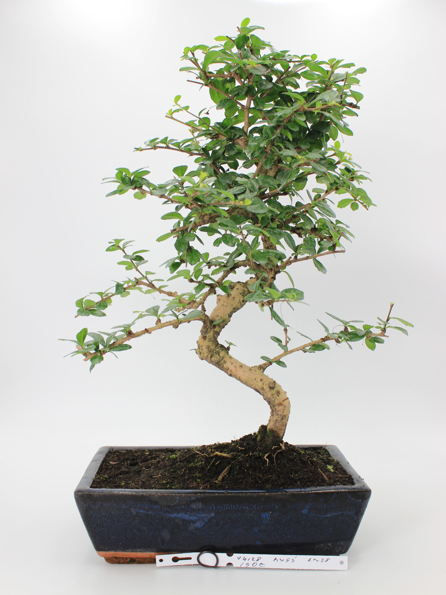 Carmona bonsai