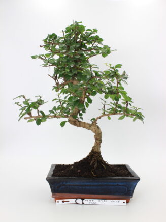 Carmona bonsai