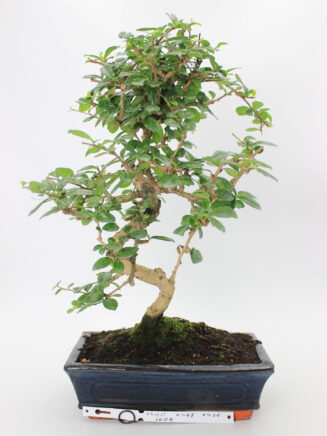 Carmona bonsai