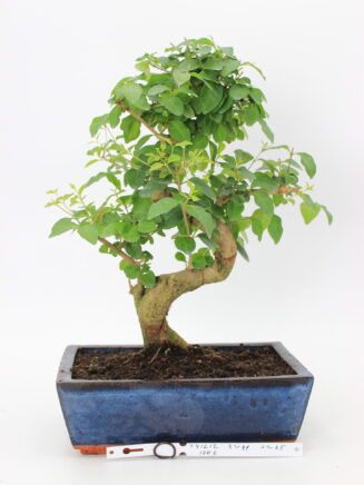 Bonsai ligustrum