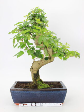 Bonsai ligustrum