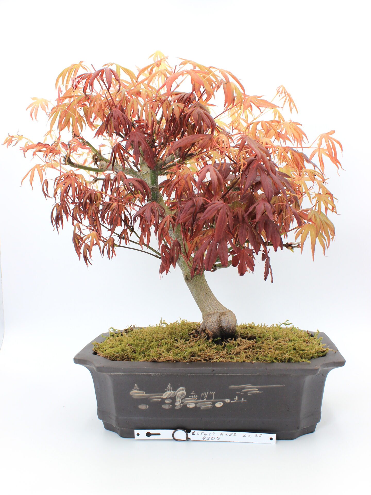 Raudonlapis japoniškas klevas bonsai formoje (Acer palmatum ‘Atropurpureum’), apie 52 cm aukščio, su purpuriniais lapais ir 36 cm ilgio vazonu.