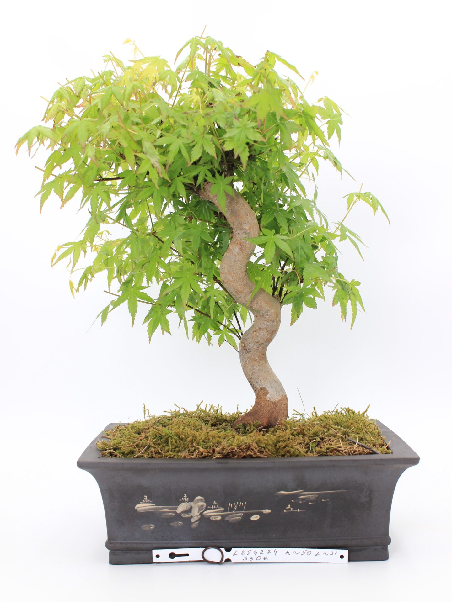 Japoniškas klevas bonsai formoje (Acer palmatum), apie 50 cm aukščio, su šakota laja ir 31 cm ilgio dekoratyviniu vazonu.