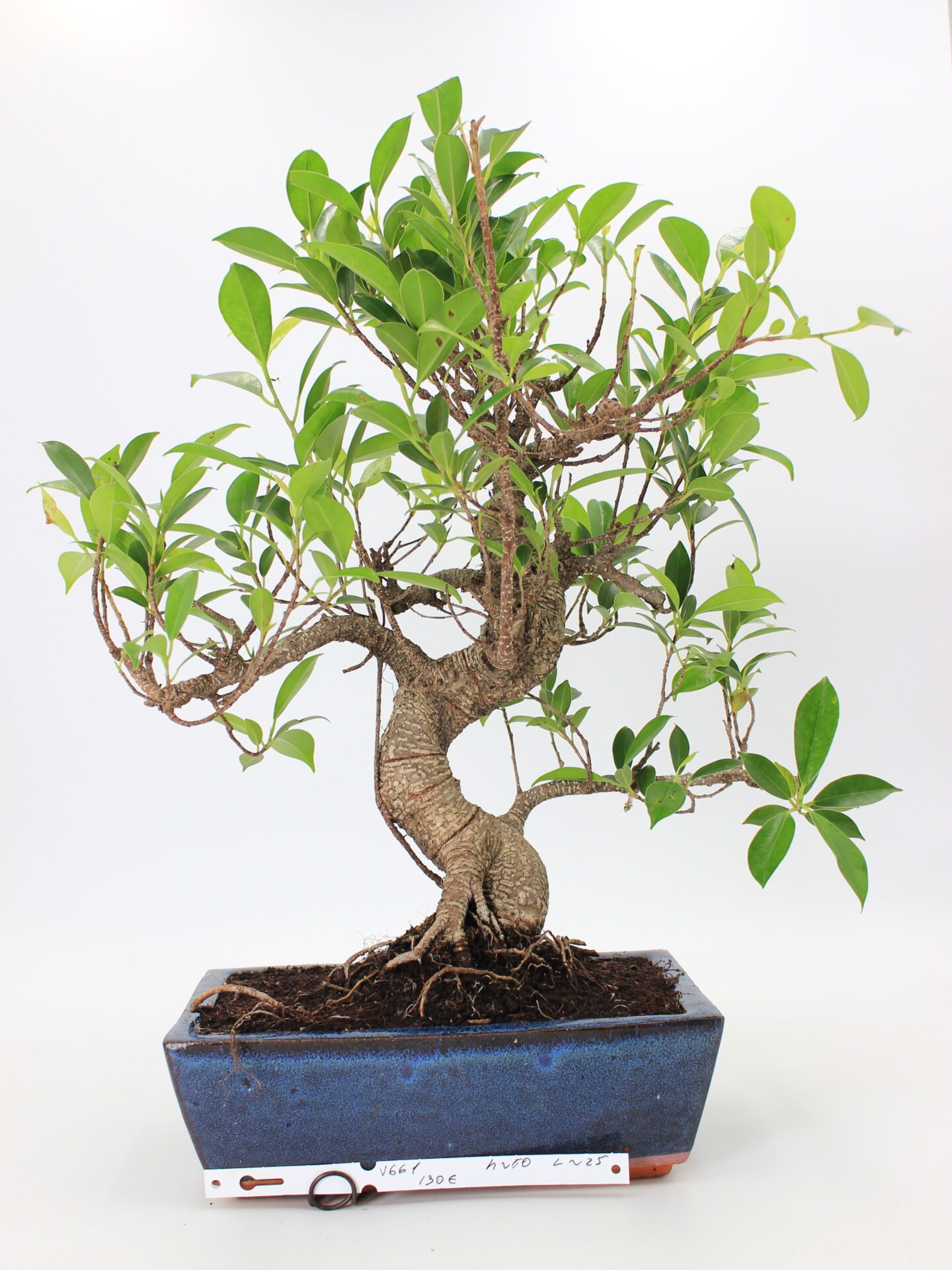 Ficus Retusa