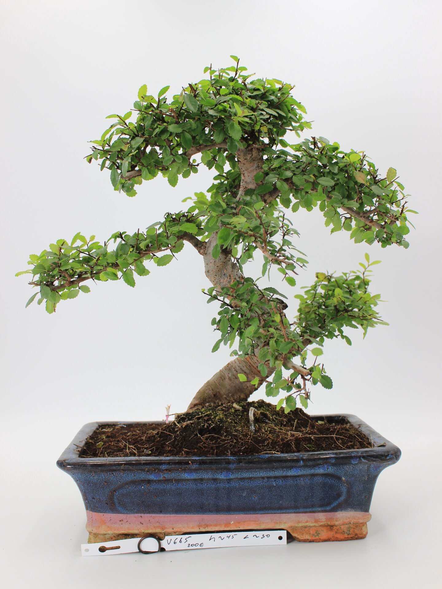 Zelkova (smulkialapė)