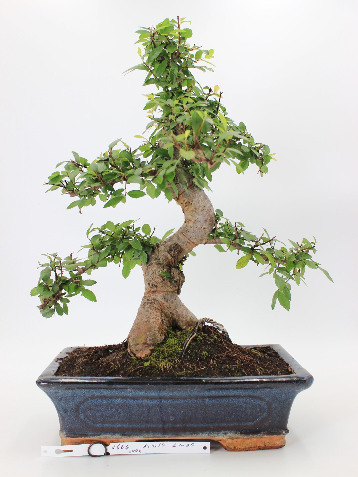 Zelkova (smulkialapė)