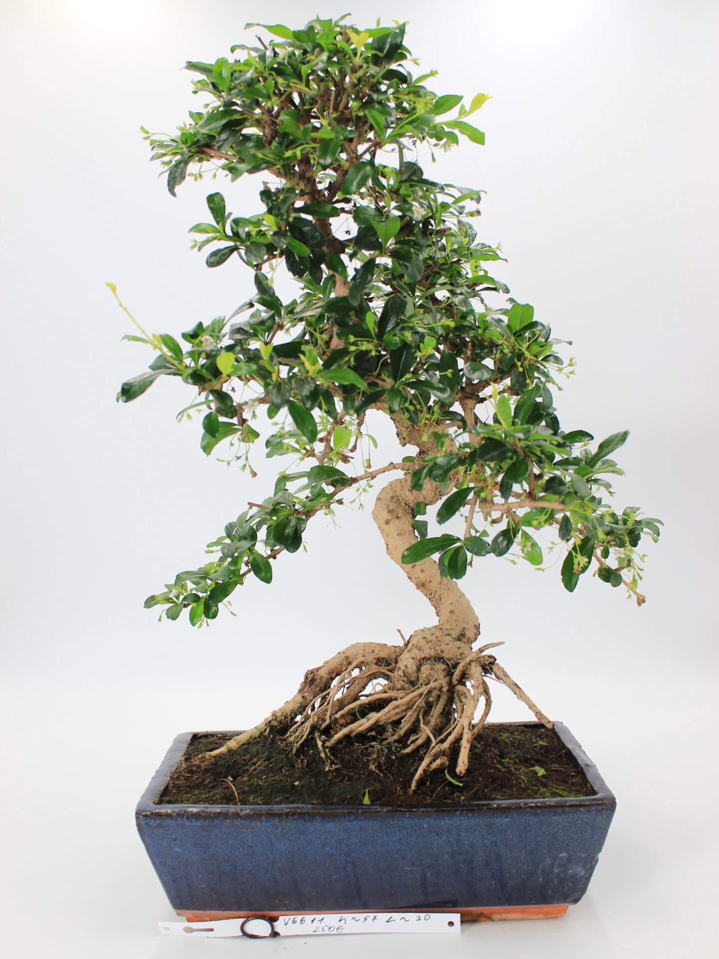 Carmona Macrophylla