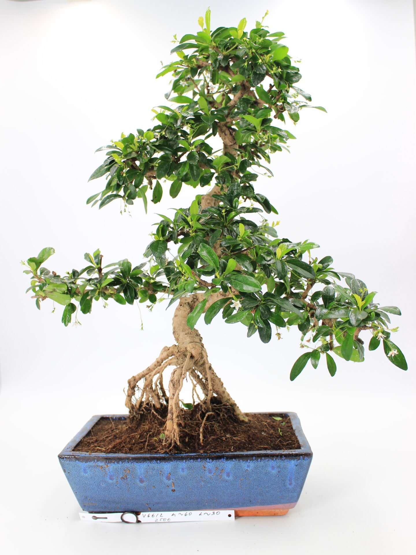 Carmona Macrophylla