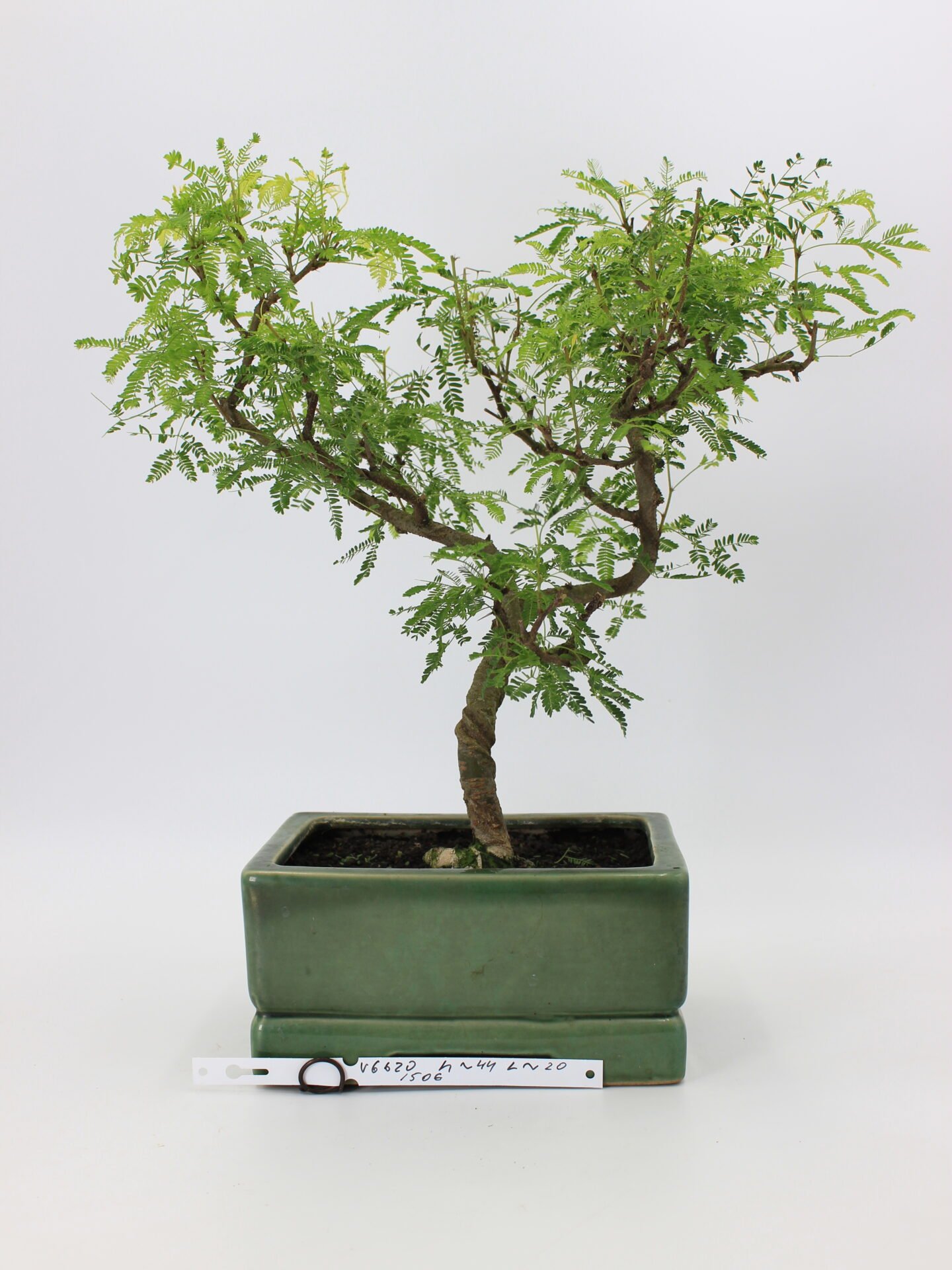 Arabica – Nile Acacia