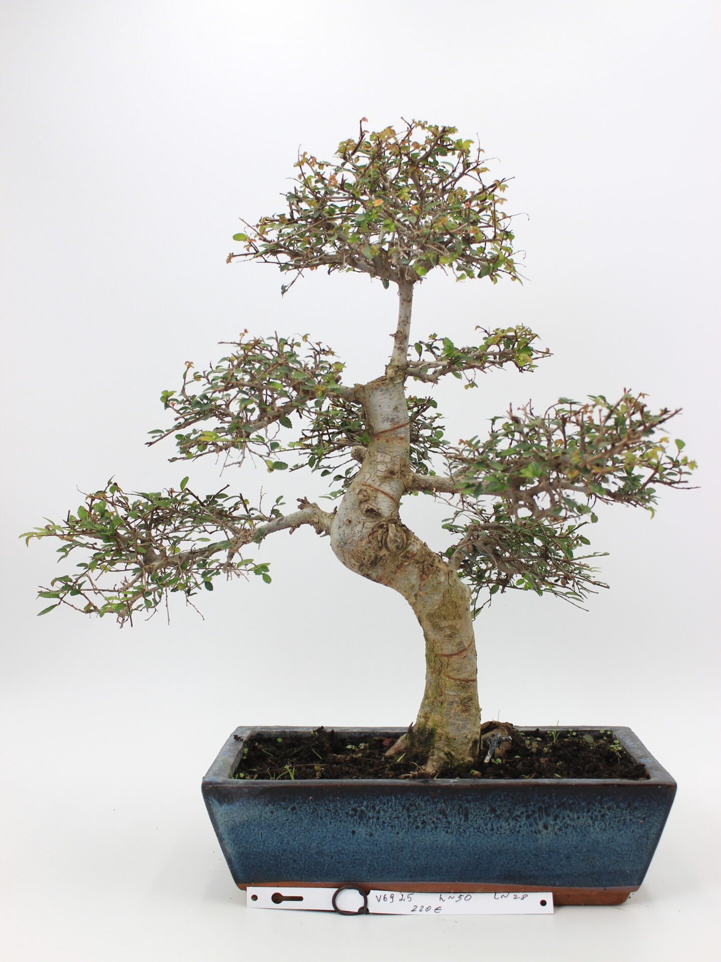 Zelkova (smulkialapė)